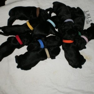 Colour-coded puppies, Calowa Kennels - Onyx X Nova